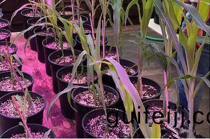 利用LED培育的玉米有何優(you)勢?美國辳業部研究得